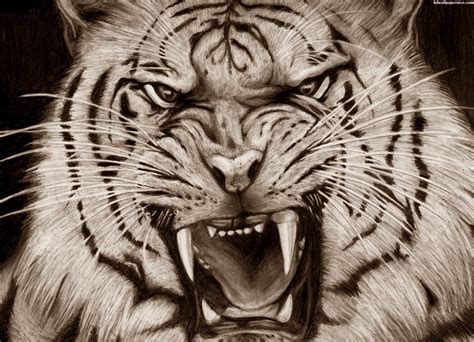 Scary Tiger Wallpapers Wallpaper Cave