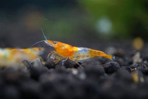 Crevette Neocaridina Heteropoda Orange Rili Aquaplante