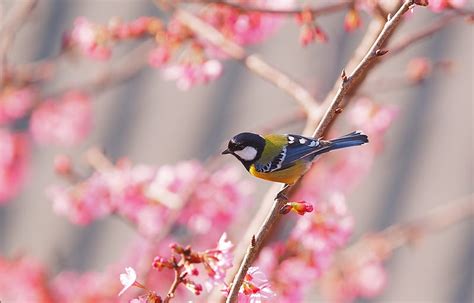 Blue Tit Bird Pasare Flower Spring Pink Sakura Blossom Great