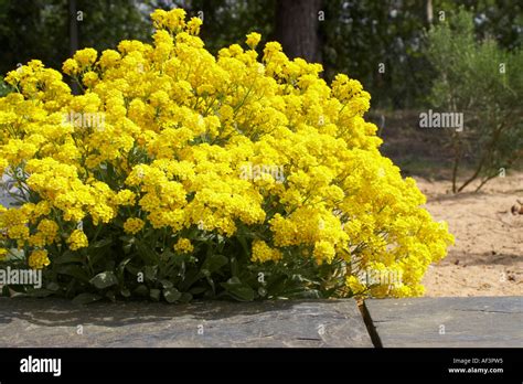 Brassicaceae Alyssum Saxatile Gold Dust Basket Of Gold Stock Photo