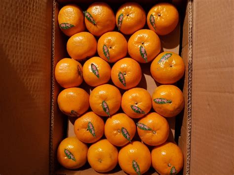 jual buah segar jeruk mandarin kino distributor grosir supplier agen