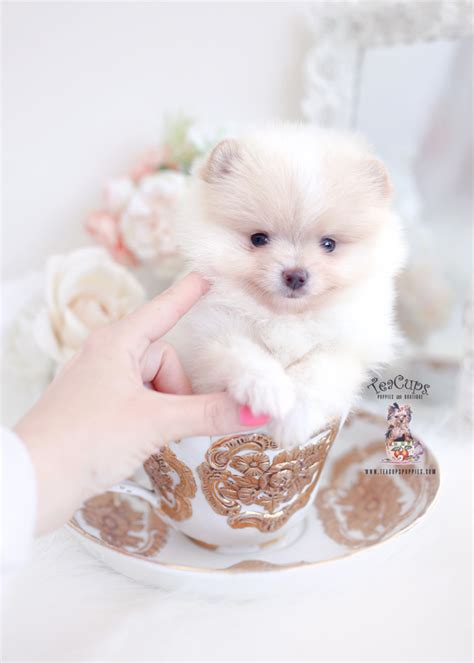 Pomeranian Puppy For Sale Teacup Puppies Boutique