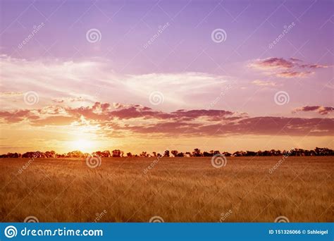 Beautiful Sunrise Over The Field Of Barley And Silhouettes Of Trees In
