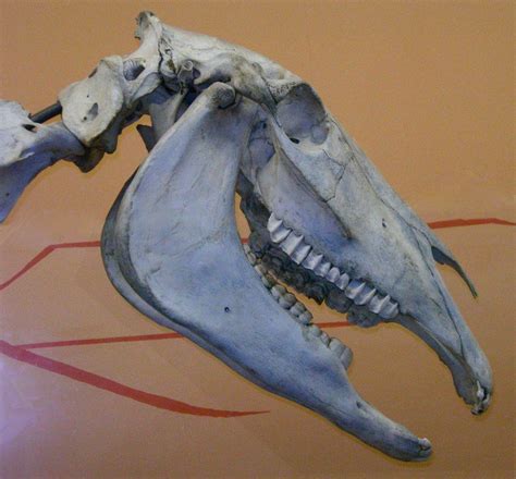 Horse Skull By Mmad Sscientist Demon Horse Horse Skull Pale Horse