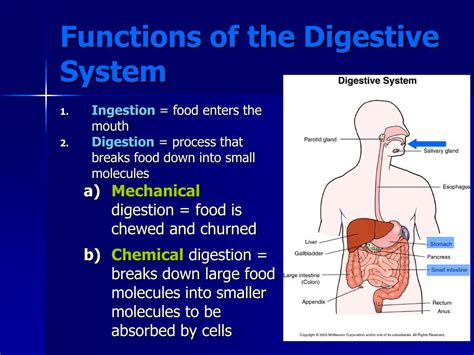 Major Functions Of Digestive System