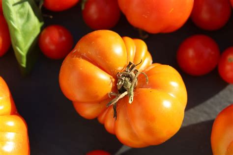 All About Growing And Enjoying The Delicious Persimmon Tomato