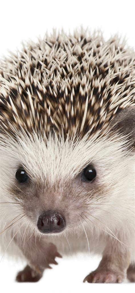 Best Hedgehogs Iphone Hd Wallpapers Ilikewallpaper