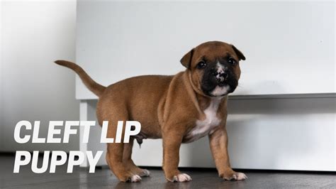 Staffordshire Bull Terrier W Cleft Lip Puppy To Adult Youtube