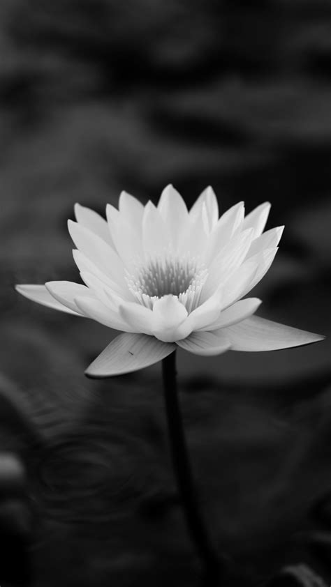 Lotus Flower Hd Wallpaper Iphone 6 6s Plus Hd Wallpaper