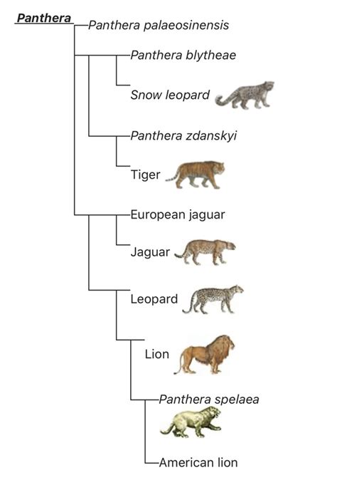 Tiger Evolution Chart