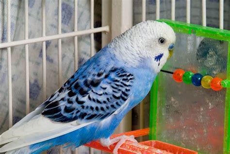 How To Get A Blue Parakeet To Be Happy Brown Unth