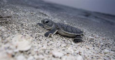 Sea Turtles Hatch On The Beaches Of Florida