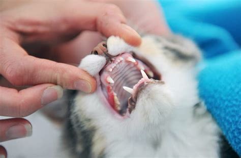 It can cause infections that hurt the gum and bone, leading to gum disease and tooth decay. How to Keep Your Cat's Teeth Clean & Healthy