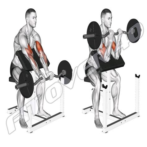 Ez Barbell Preacher Curl By Ftf40 Jan Exercise How To Skimble