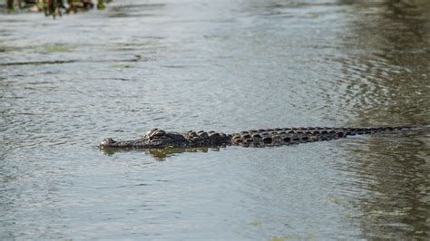The Alligators Of Lake Martin Captured Photons Lake Alligator