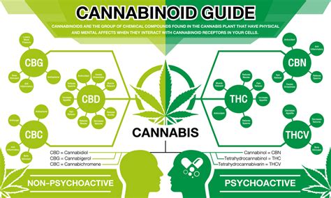 Cannabinoid System Chart My XXX Hot Girl