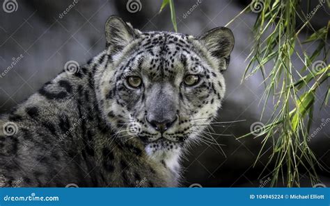 Snow Leopard Face Stock Photo Image Of Full Face Buckskinman 104945224