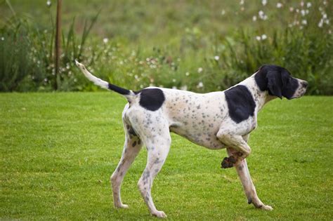 Pointer Dog Breed Everything About Pointer