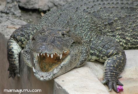Difference Between Alligators And Crocodiles Mamaguru