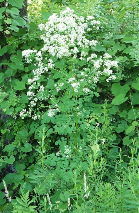 In The Field Swamp Blooms Along The Rec Path