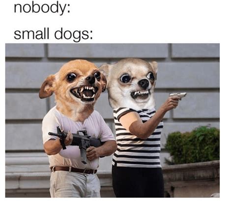 If You Have A Dog These Memes Will Look Familiar