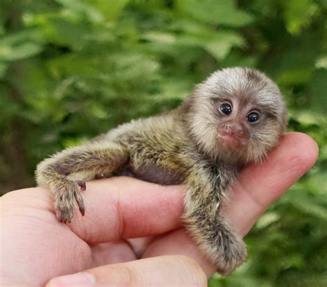 Baby Pygmy Marmoset Monkey
