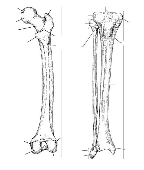 Leg Bone Diagram This Illustration Shows The Normal Skeletal