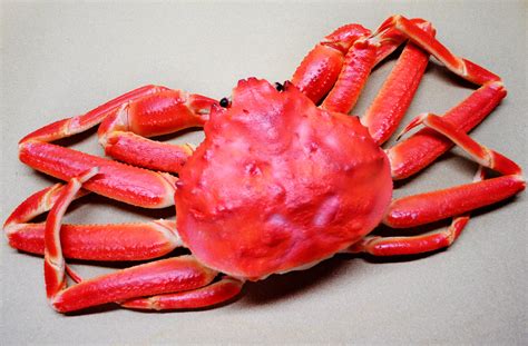 Queen Crab Snow Crab Free Stock Photo Public Domain Pictures