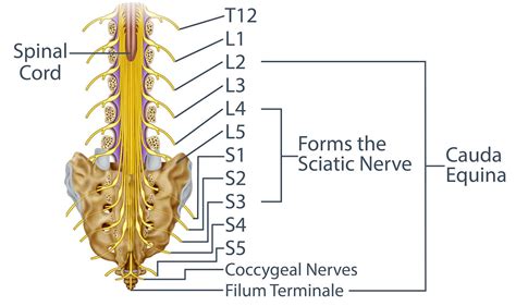 Radiculopathy Pinched Nerve Treatments In Miami Mnc
