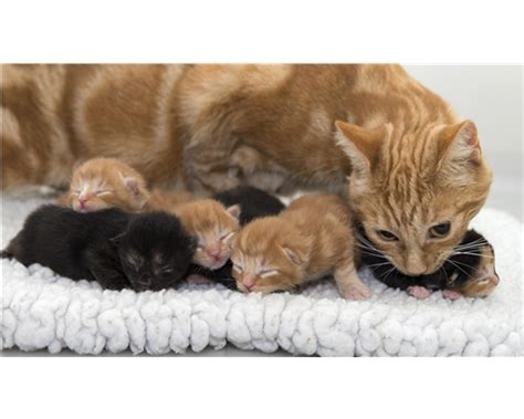 Caring For Your Pregnant Cat Help And Advice Cats Protection