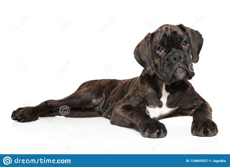 Young German Boxer Puppy Graceful Lying Stock Image Image Of Breed