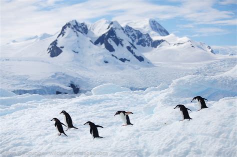 Cierva Cove Antarctica Photos By Ron Niebrugge