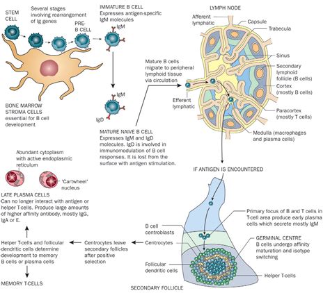 An Overview Of The Immune System The Lancet