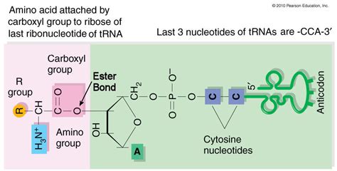 An amino acid is an organic molecule that is made up of a basic amino group (−nh 2 ), an acidic carboxyl group (−cooh), and an organic r group (or side chain) that is unique to each amino acid. Charged tRNA