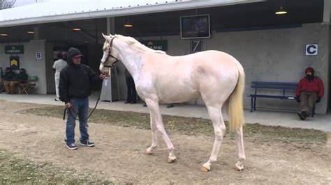 Fasig Tipton February Rare White Filly Stands Out At Fasig Tipton Youtube