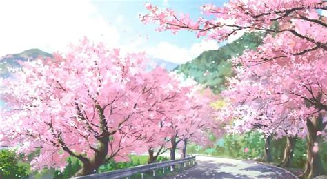 Aesthetic Wallpaper Anime Cherry Blossom Background Mural Wall