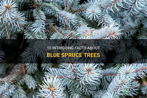 10 Intriguing Facts About Blue Spruce Trees Shuncy