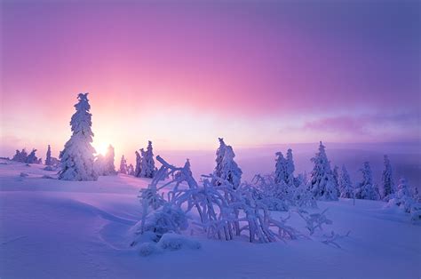 Winter Snow Nature Purple Wallpapers Hd Desktop And