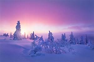 Winter, Snow, Nature, Purple, Wallpapers, Hd, Desktop, And