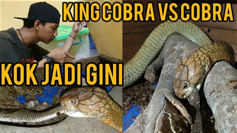 King Cobra Vs Cobra Siapa Yang Menang Youtube