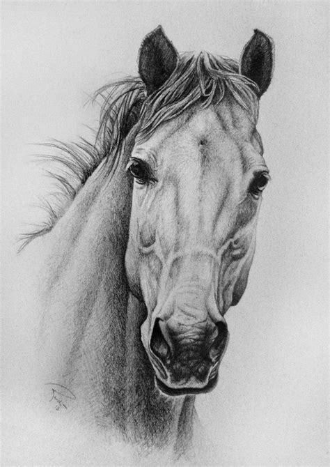 On Deviantart Horse Face Drawing Horse