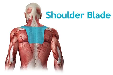 Pain in the upper back between the shoulder blades is often experienced due to the pec minor pay attention to your posture! Shoulder Blade Pain - Fajar Magazine