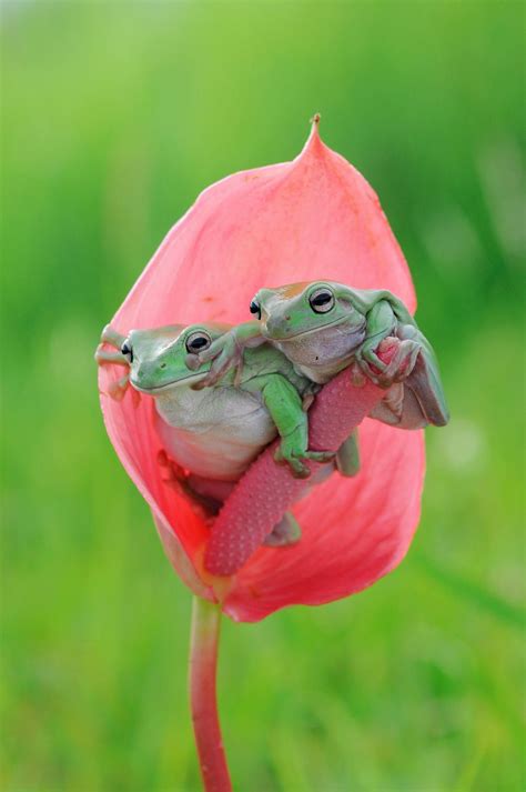 Look At That By Tri Setyo Widodo Frog Pictures Animals Beautiful