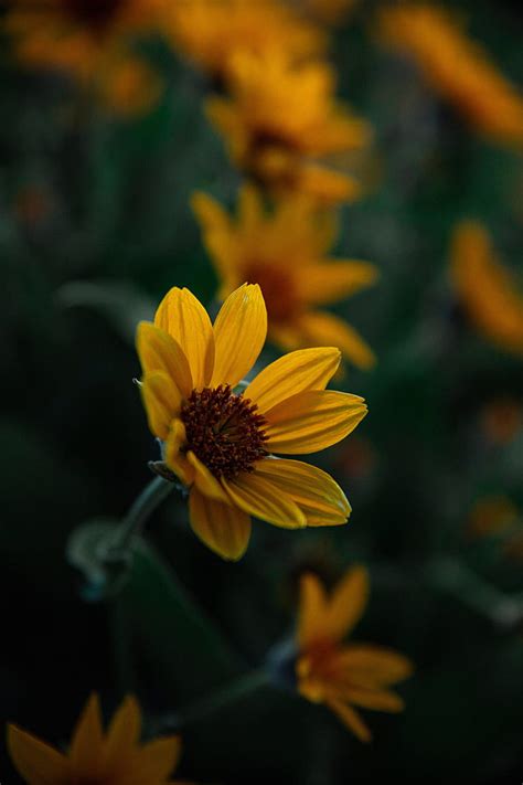 Flower Yellow Bloom Plant Closeup Hd Phone Wallpaper Peakpx