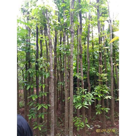 Pohon pelindung mahogani 300cm sudah karantina | Shopee Indonesia