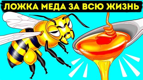 Как и зачем пчелы делают мед и другие интересные факты о пчелах Youtube