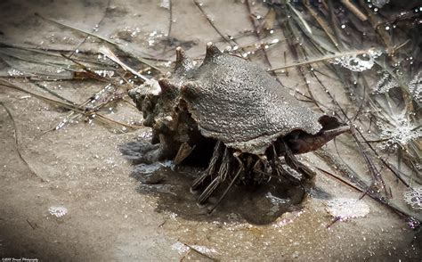 Striped Hermit Crab On The Move Photograph By Debra Forand Pixels