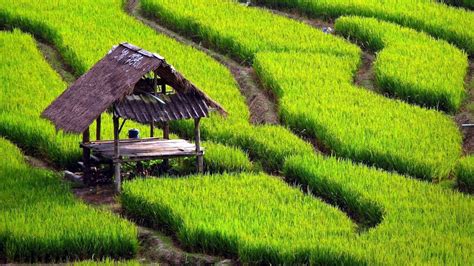 Sawah Exotic Green Rice Field Of Yogyakarta Indonesia Tourism