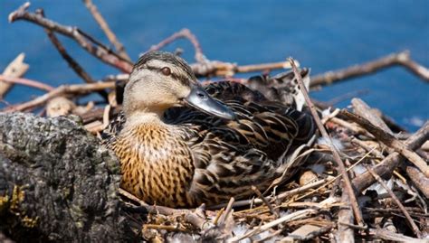 Best Ducks For Meat And Eggs The Happy Chicken Coop