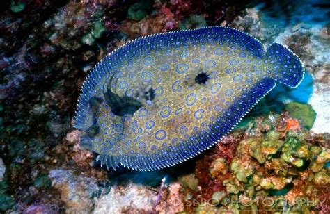 Pin By Raymond Juers On Colourful Sea Life Flounder Fishing